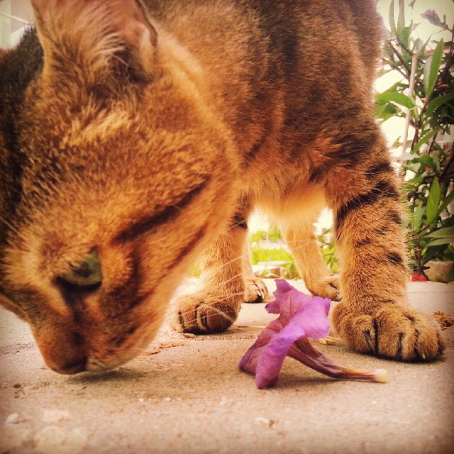 borgahan_karabay_1432493120_992146658872216860_553862770