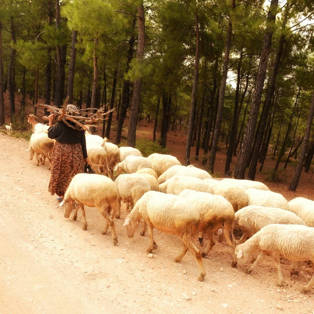 borgahan_karabay_1437344808_1032845570075217846_553862770