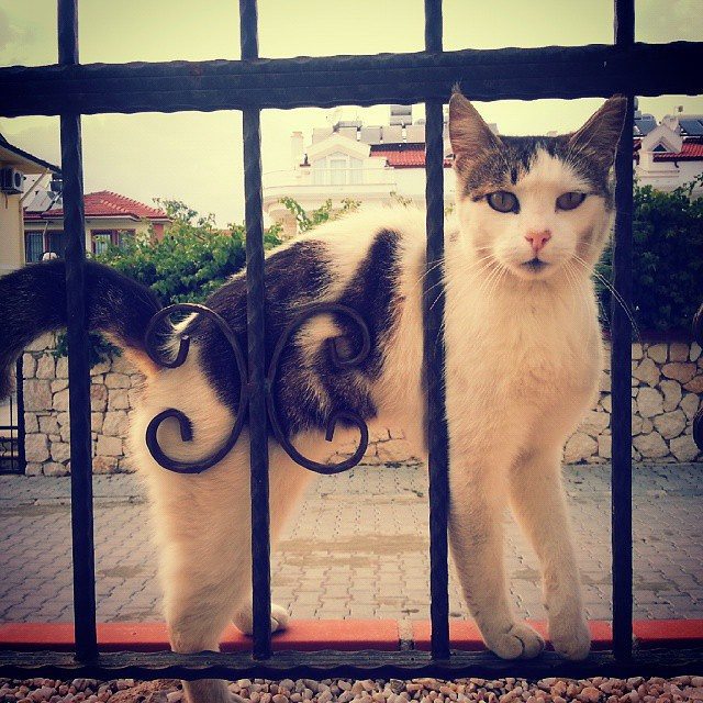 borgahan_karabay_1437598467_1034973420689509698_553862770