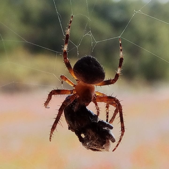 borgahan_karabay_1524820246_1766642732675003169_553862770