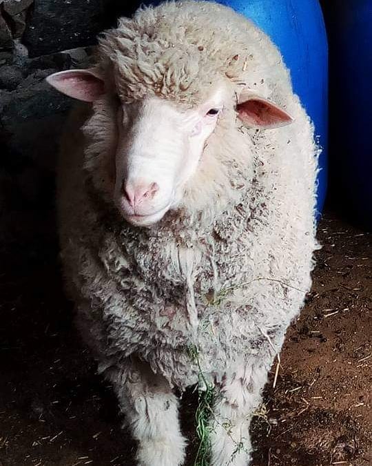 borgahan_karabay_1560798897_2068453533959351379_553862770